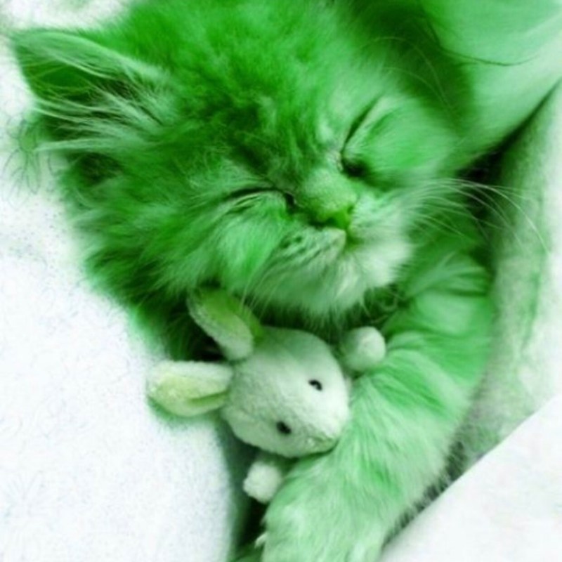 Кот зеленого цвета