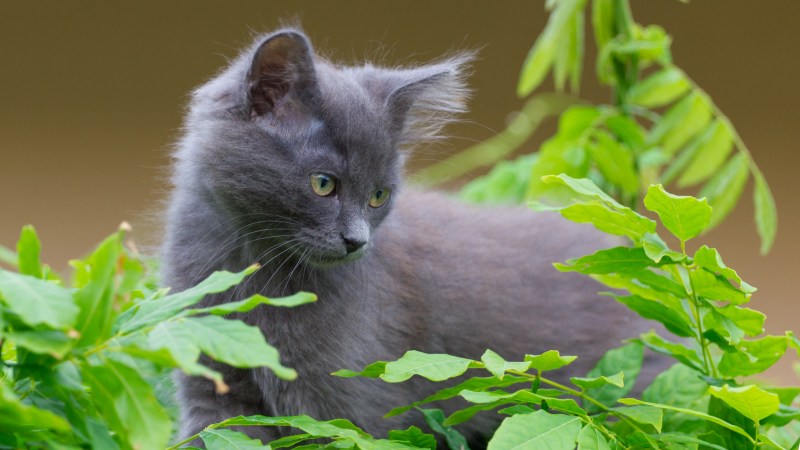 Обои на рабочий стол котята
