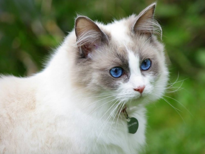 Коты Воители рыжая кошка с зелеными глазами