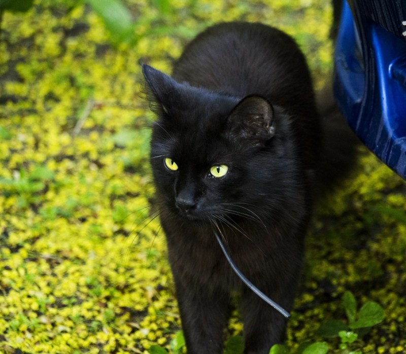 Котенок в зеленке