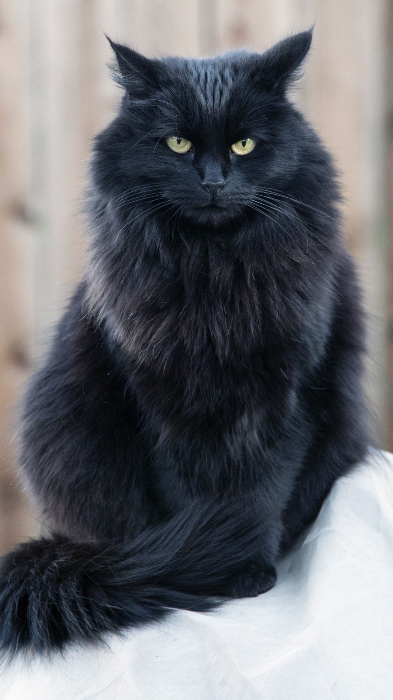 Персидско Сибирская кошка черная