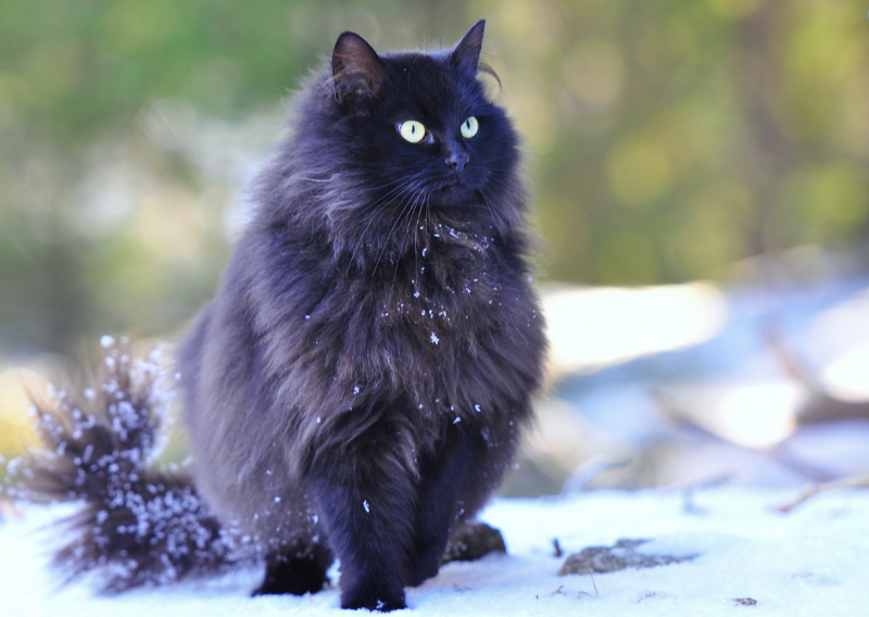 Норвежская Лесная кошка черная