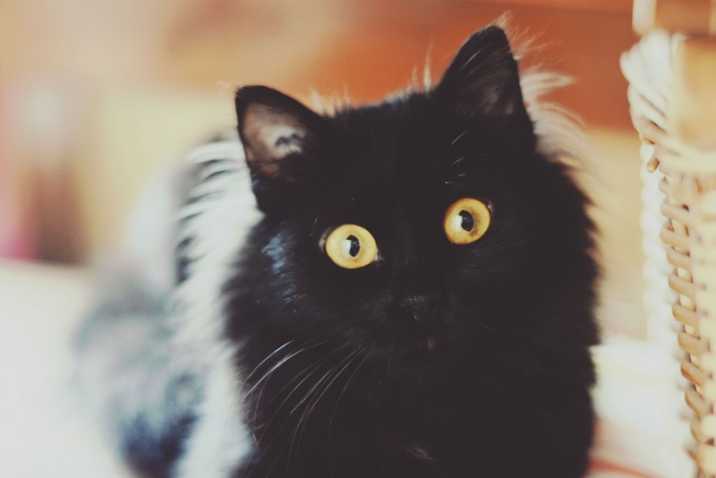 Чёрный кот