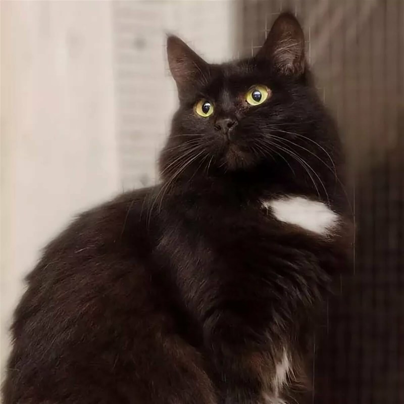 Сибирские коты черные
