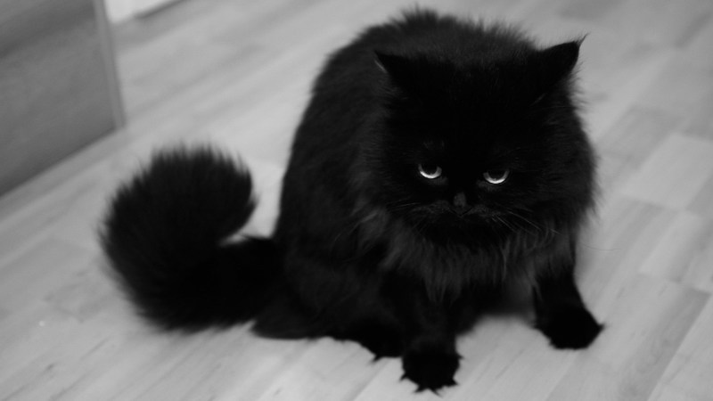 Черные пушистые коты