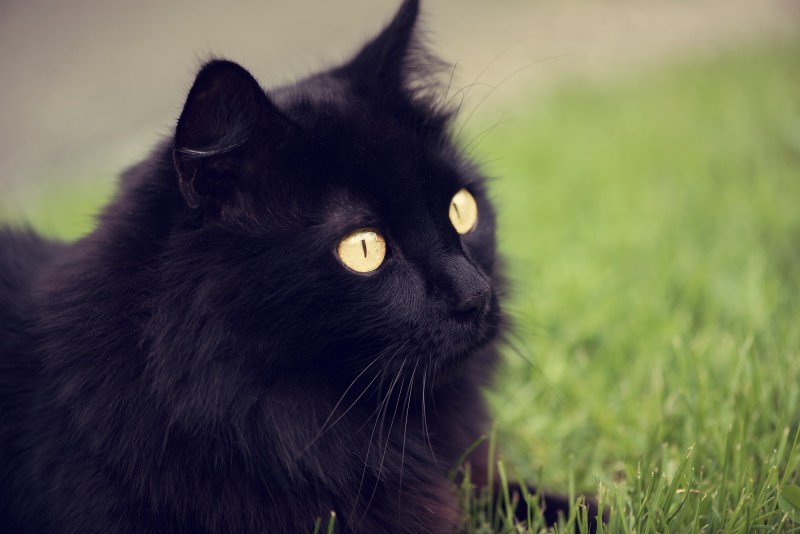 Черные коты