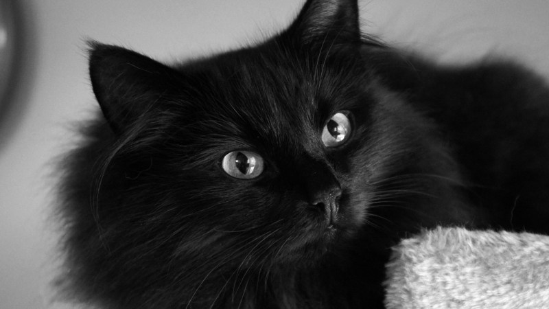 Морда черного кота