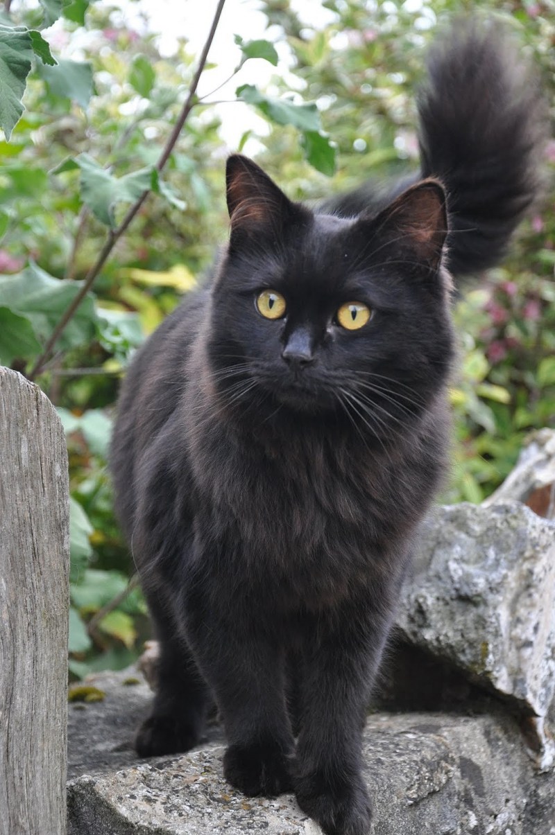 Черные коты
