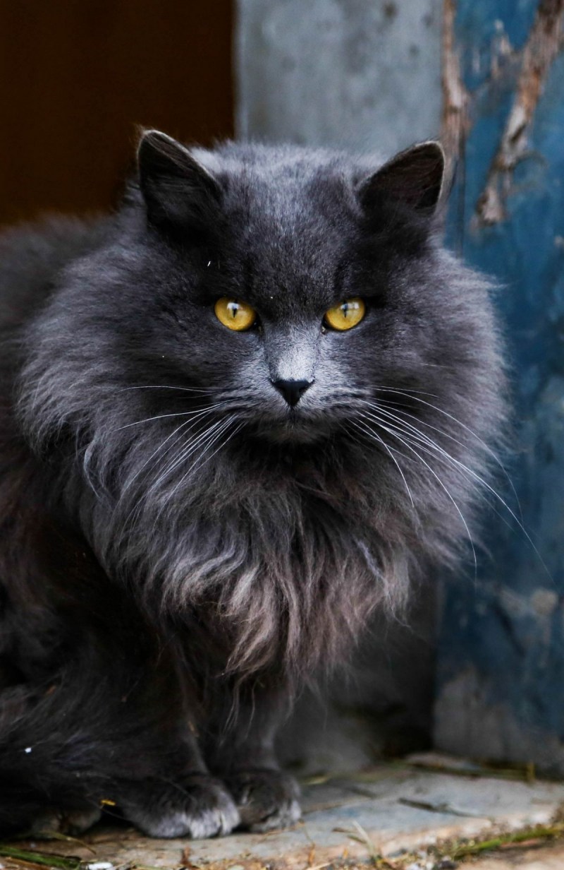 Сибирская длинношерстная кошка черная
