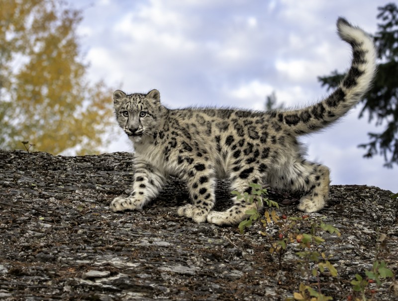 Дикая кошка Ирбис