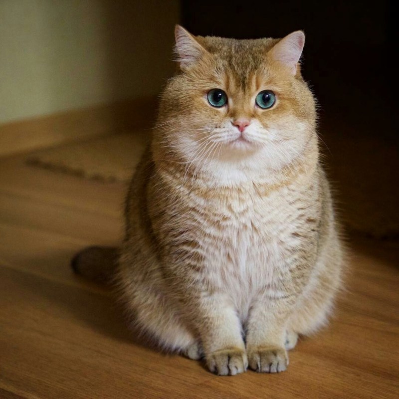 Скоттиш страйт Хосико
