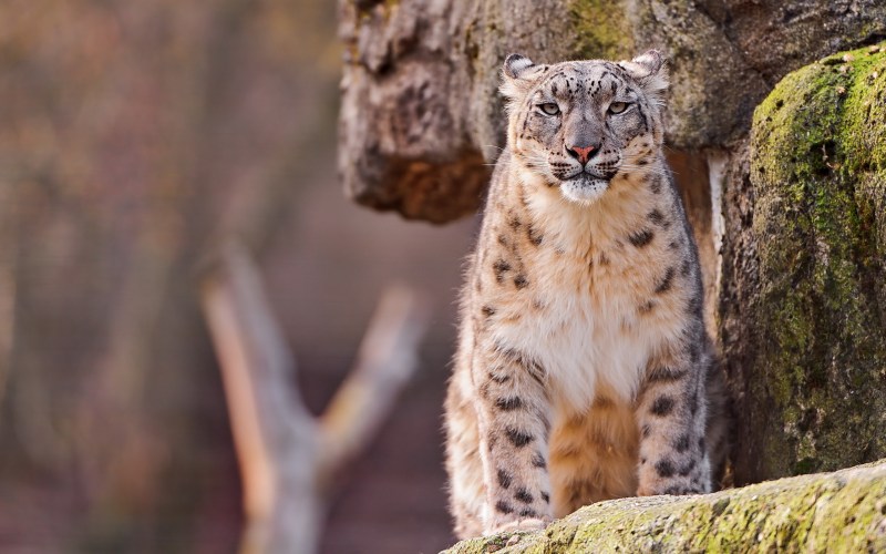 Ирбис кошка