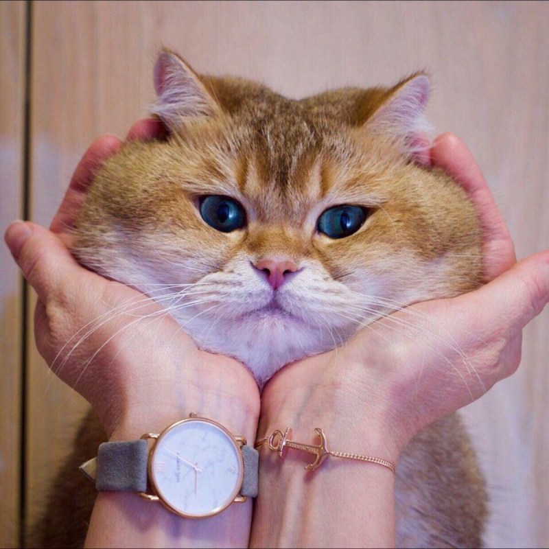 Кошка с щечками