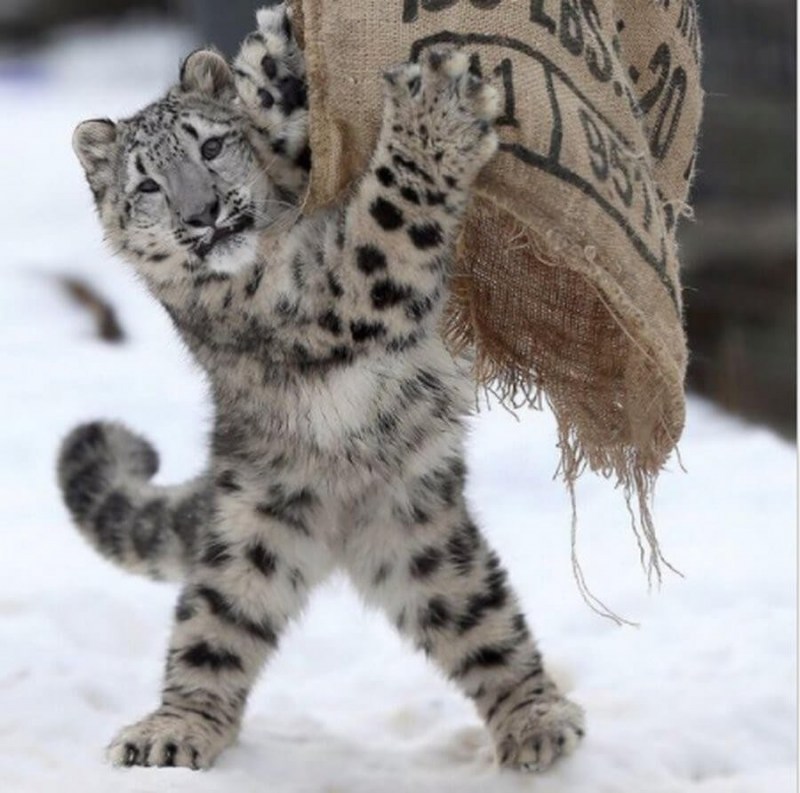 Ирбис кошка