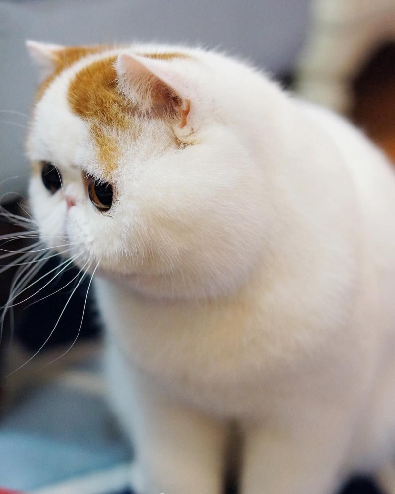 Экзотическая короткошерстная кошка