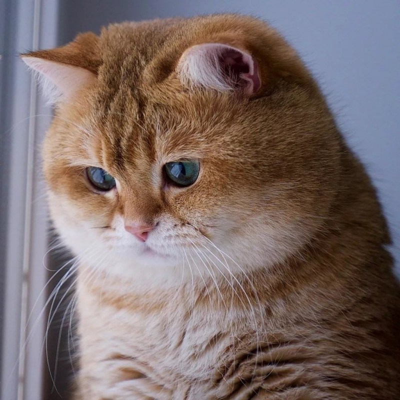 Рыжий кот Хосико