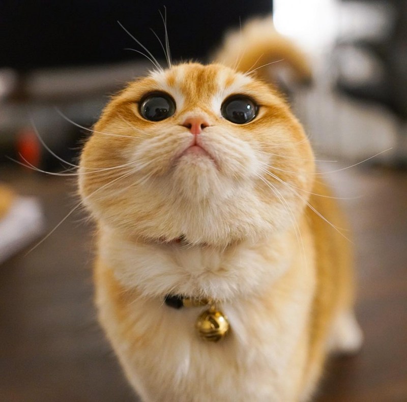 Котик с щечками