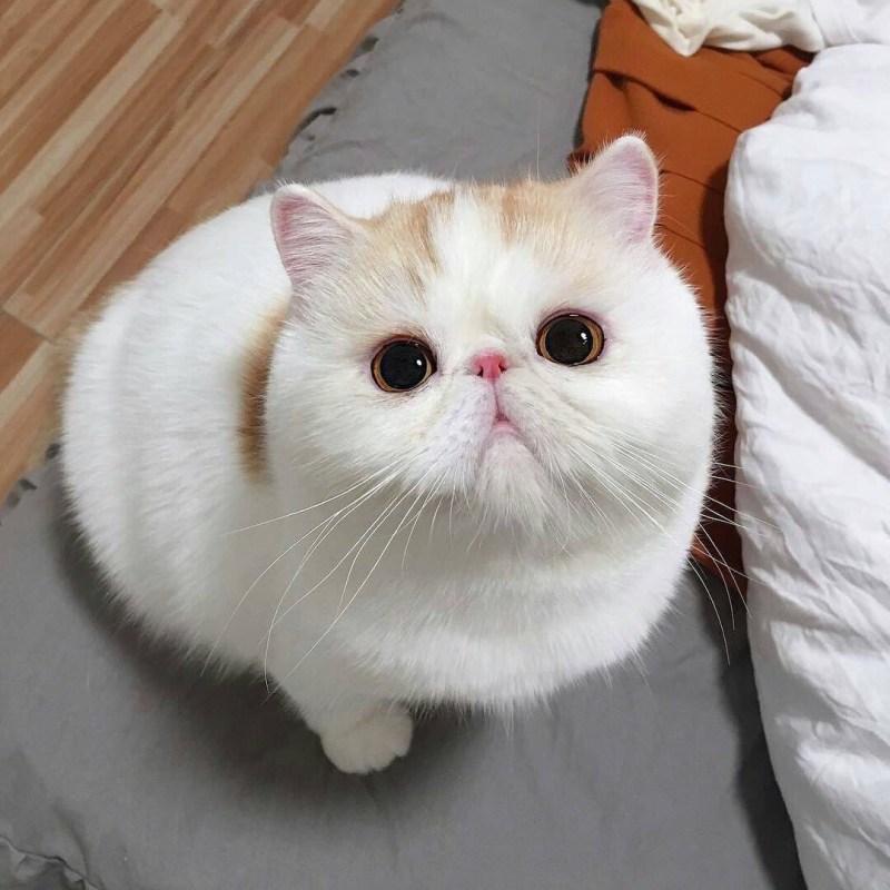 Японская кошка Манчкин экзот