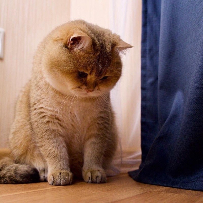 Скоттиш фолд Хосико