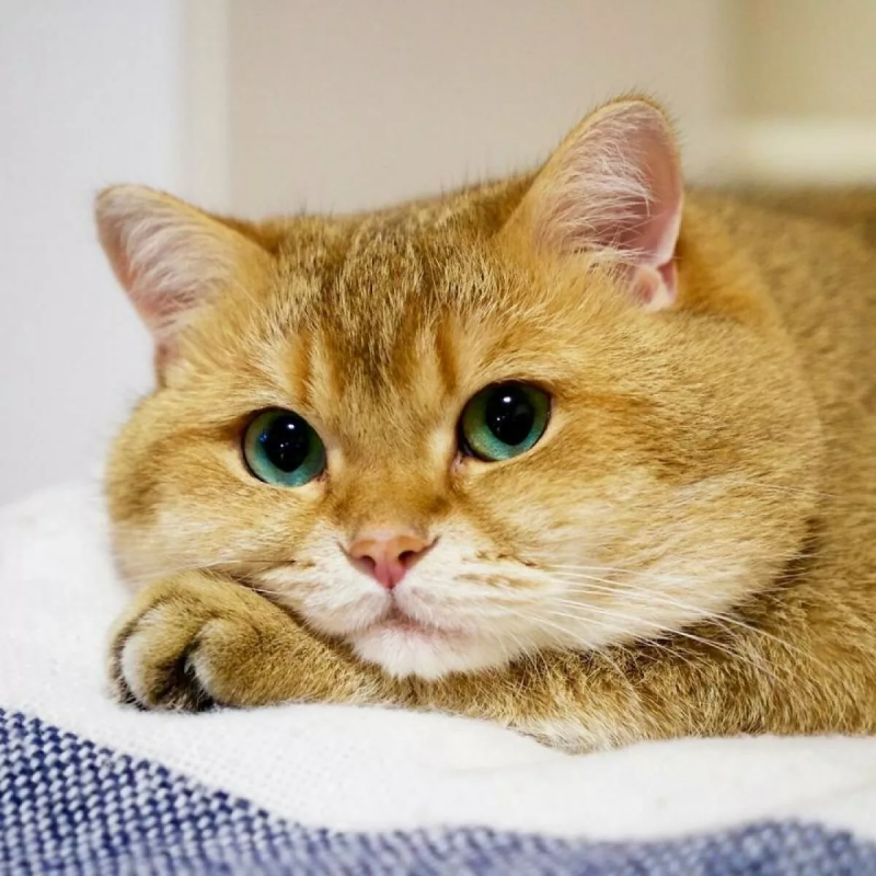 Скоттиш страйт Хосико