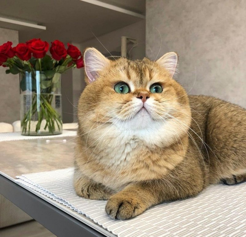 Кошка с толстыми щечками
