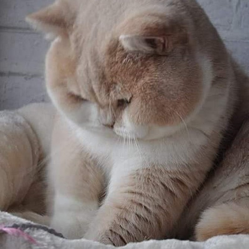 Котик с пухлыми щечками