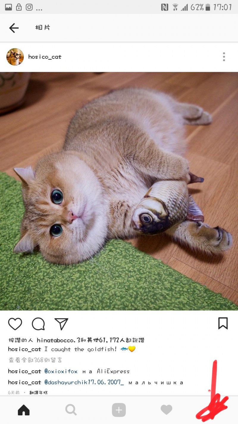 Толстенький котенок