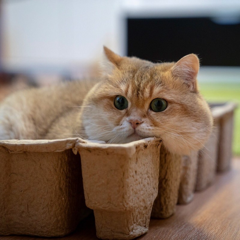 Щекастые котики