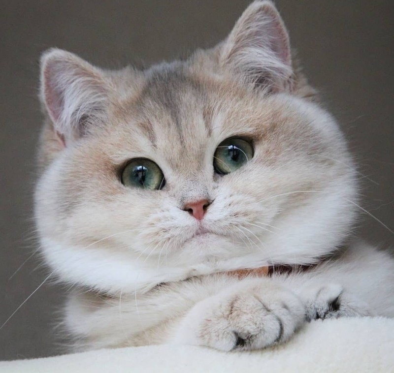 Кот с пухлыми щеками
