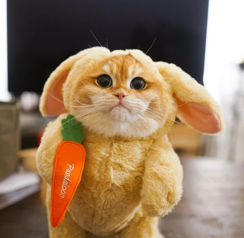 Котик Писко порода