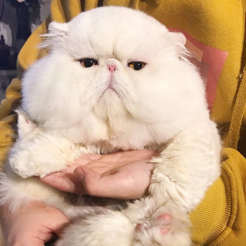 Щекастый кот