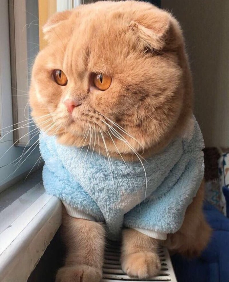 Щекастый кот
