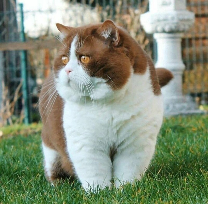 Пухлые коты