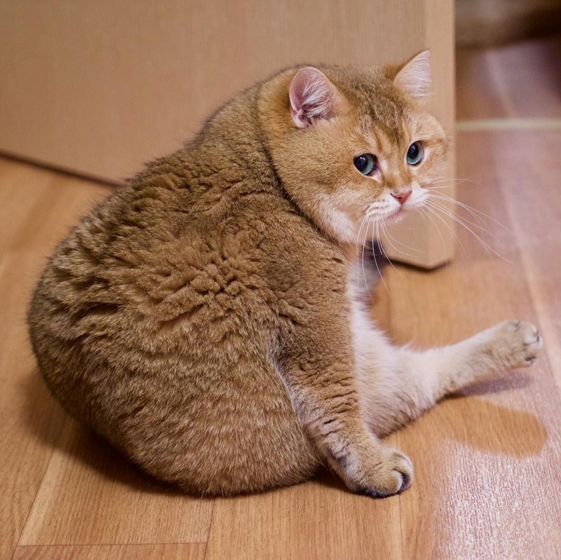 Хосико кот порода