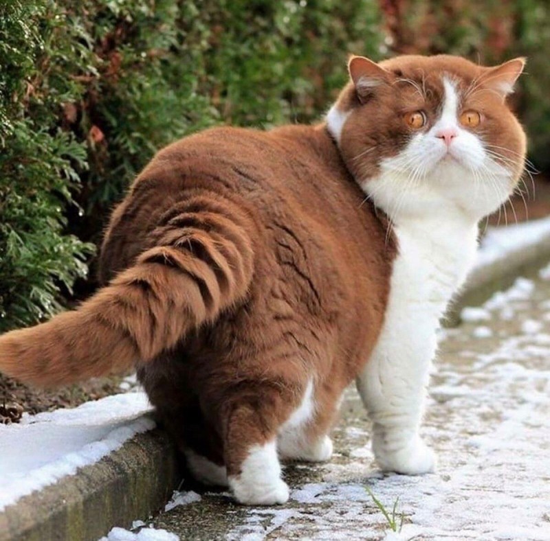 Красивые толстенькие коты