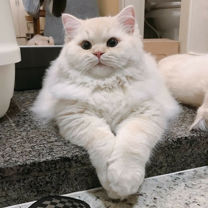 Пухленькие котики