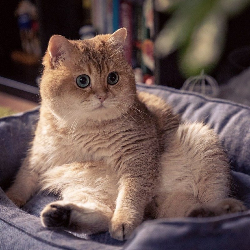 Котик с толстыми щечками