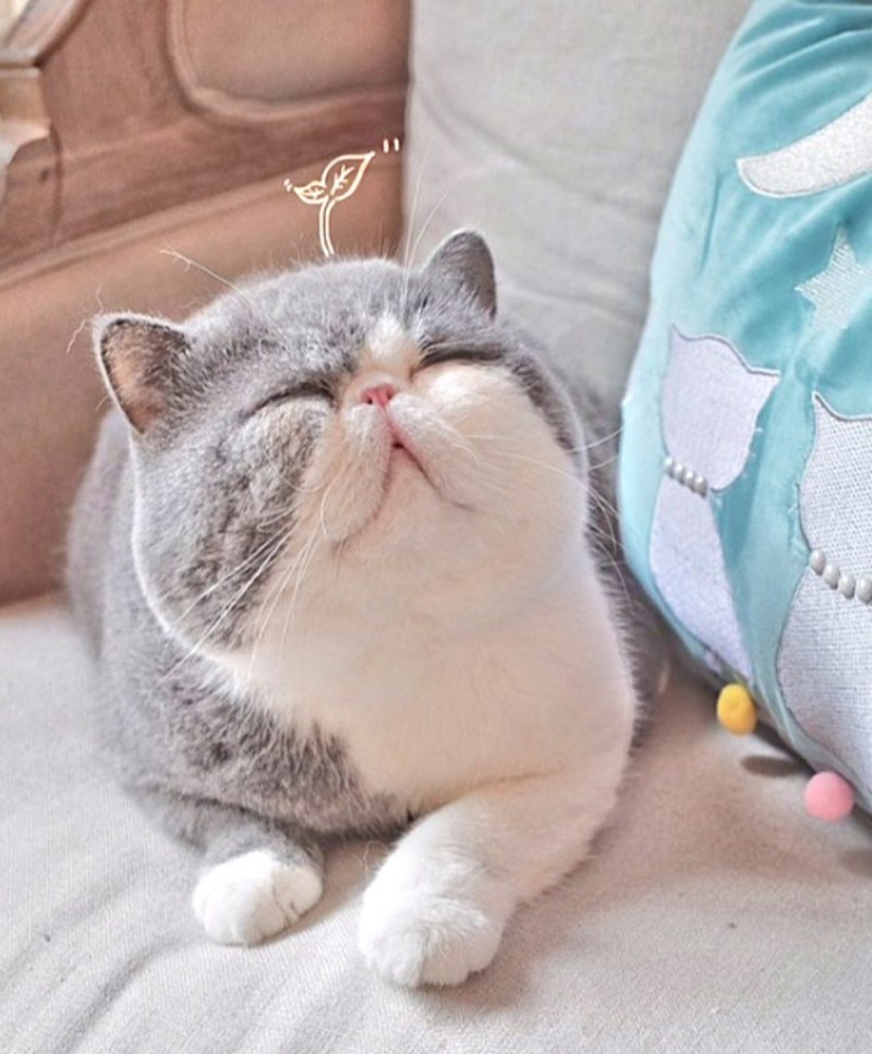 Толстый милый кот
