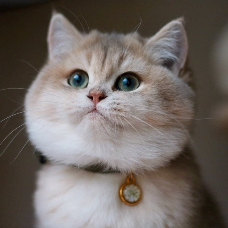 Кошка с щечками