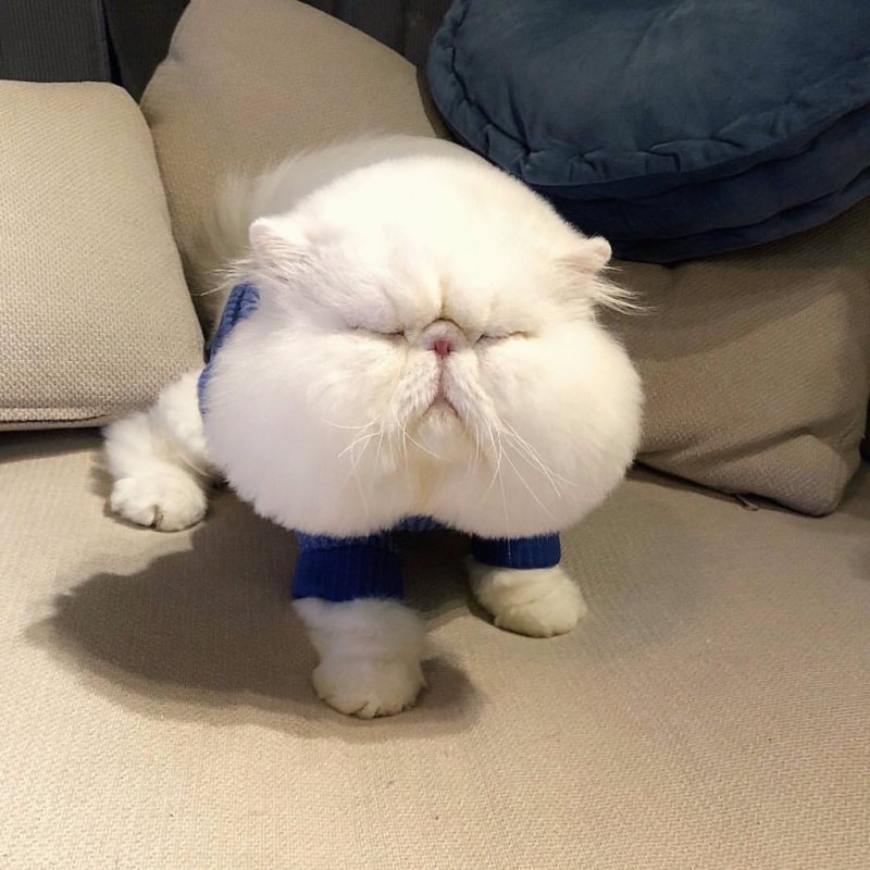 Пухлый котенок