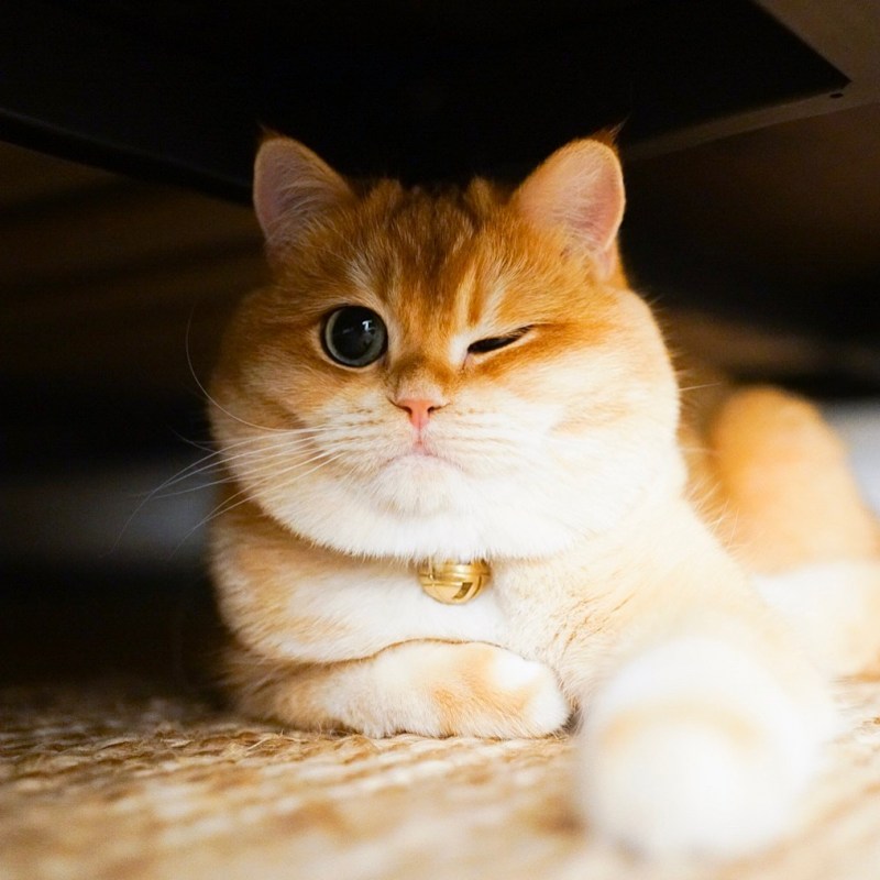 Щекастые котики