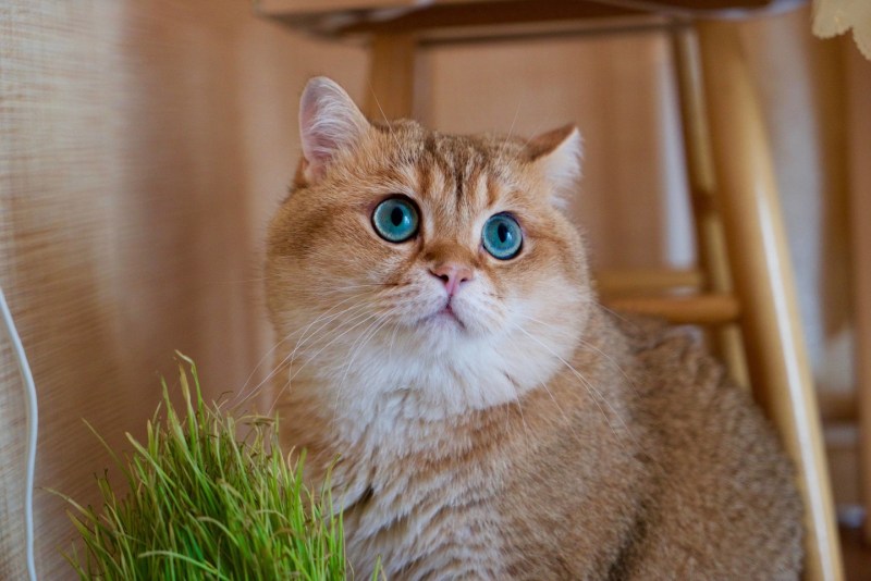 Скоттиш страйт Хосико