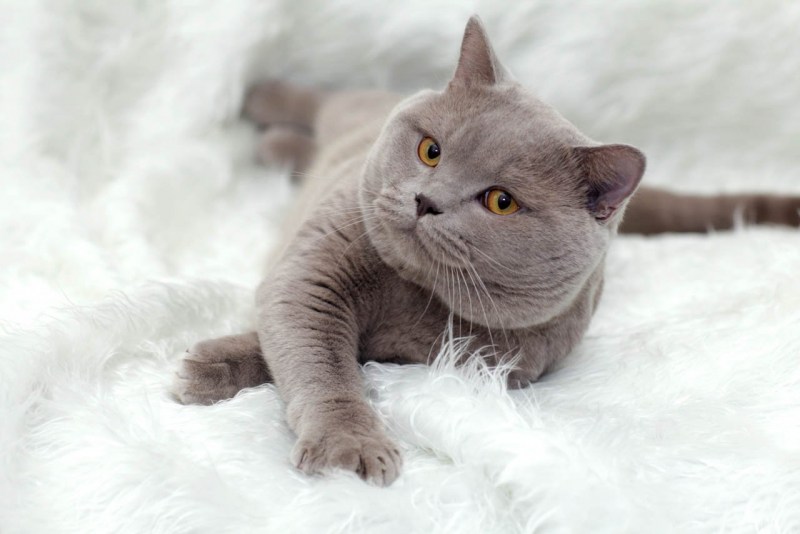 Британский короткошерстный кот серый