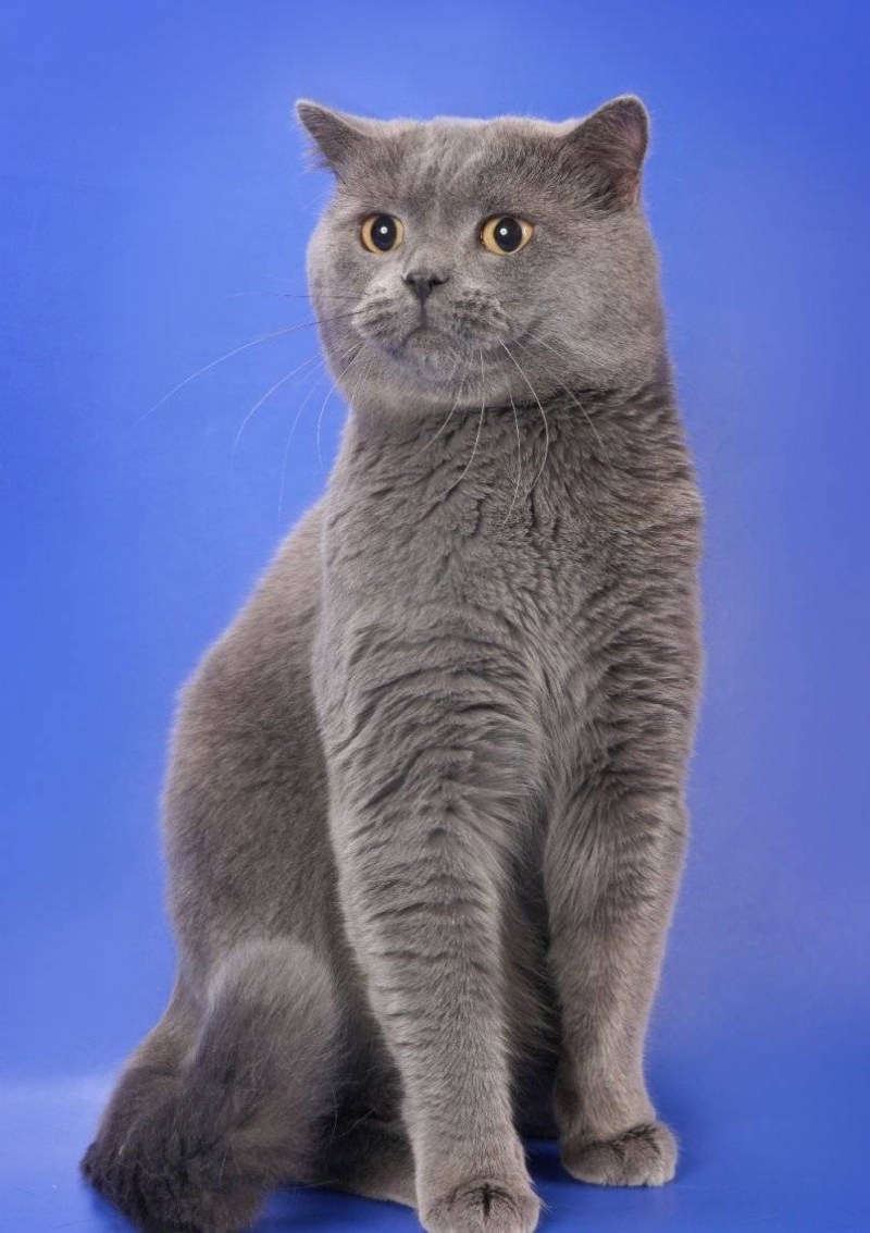 Британская кошка короткошерстная серая