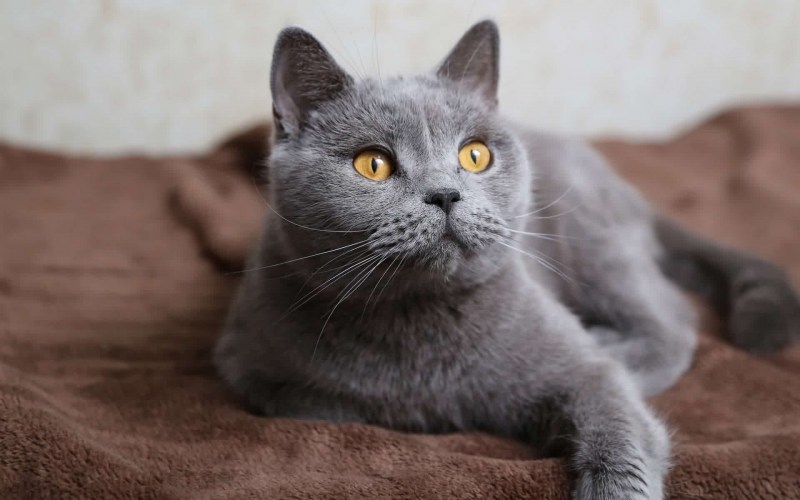 Дымчатый кот британец
