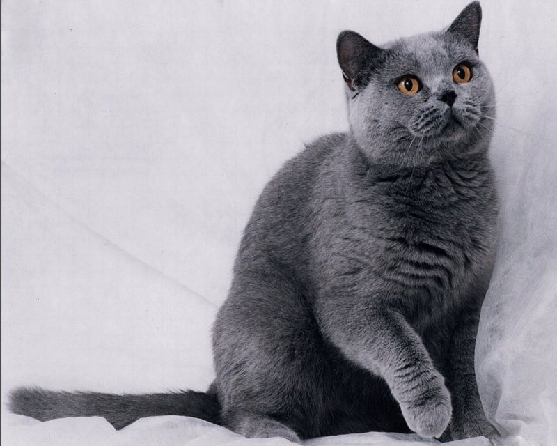 Шотландская голубая кошка прямоухая
