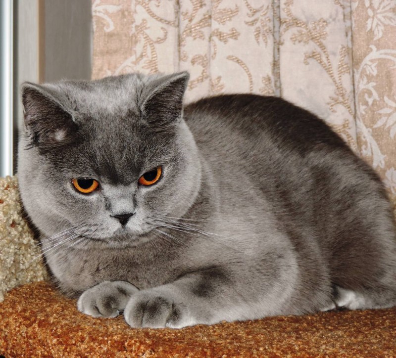 Шотландский кот серый страйт