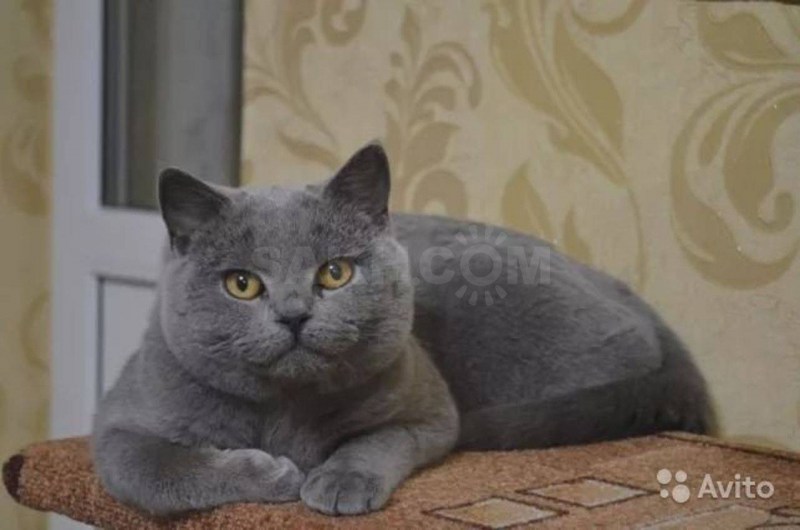 Шотландский кот голубой скоттиш страйт