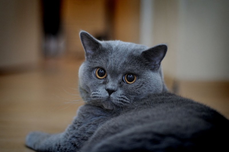 Британский короткошерстный кот серый