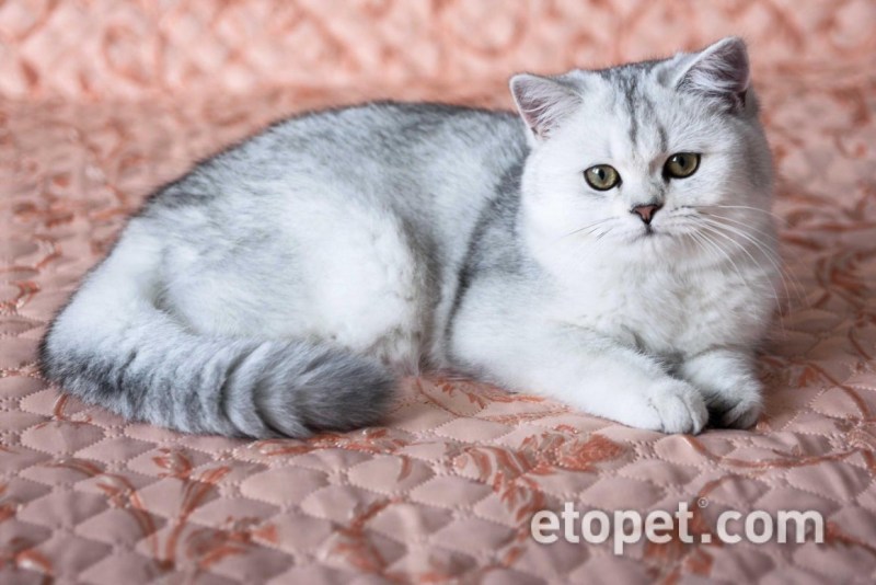 Британская голубая кошка котята
